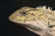 Close up expression in face reptile