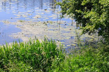 Wall Mural - Vegetation by the lake shore