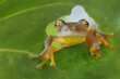 Tree Frog cute face and pose