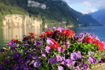 Wall Mural - Flowers by the lake