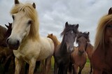 Fototapeta Konie - Icelandic horses in Iceland playing and loving 