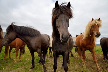  Icelandic horses in Iceland playing and loving 