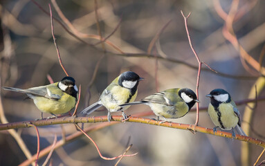 Wall Mural - four great tits on bush twing