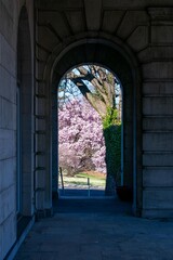 Wall Mural - A Pink Cherry Blossom Tree Through an Arch at Elkins Estate