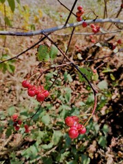 Wall Mural - red berries on a branch