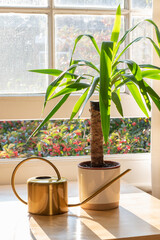 Wall Mural - Yucca indoor plant next to a watering can in a beautifully designed home or apartment interior.