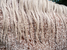 Light Mane And Dotted Neck Of The Norik Appaloosa Breed