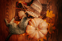 Top View Of An Autumn Composition On A Wooden Background. A Tabby Cat Next To A Ripe Pumpkin, Fall Leaves, And A Knitted Scarf Made Of Brown Yarn.