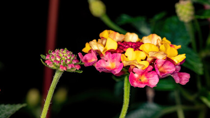 Wall Mural - Flower of Common Lantana of the species Lantana camara