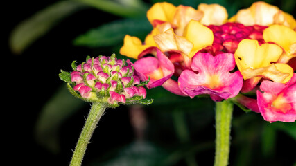 Wall Mural - Flower of Common Lantana of the species Lantana camara