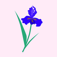  Purple İris Flower Vector Illustration, Summer Garden