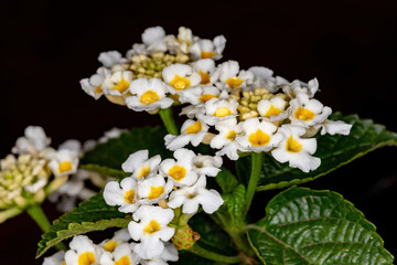 Wall Mural - Flower of Common Lantana of the species Lantana camara