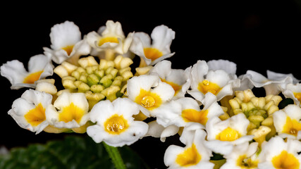 Wall Mural - Flower of Common Lantana of the species Lantana camara