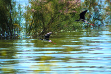 A Small White And Black Bird In Flight Over The Deep Blue Waters And Lush Green Trees At Lake Elsinore In The City Of Lake Elsinore California