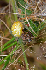 Wall Mural - four-spot orb-weaver / Vierfleckkreuzspinne (Araneus quadratus)