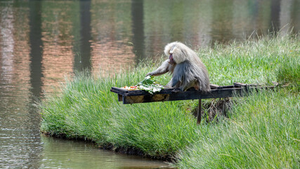 Hamadryas baboon of the species Papio hamadryas in a brazilian zoo