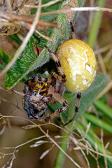 Wall Mural - four-spot orb-weaver with captured wasp / Vierfleckkreuzspinne (Araneus quadratus) mit erbeuterer Wespe