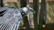 Harpy Eagle Of The Species Harpia Harpyja