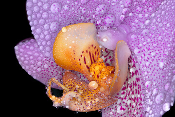 Orchidea macro