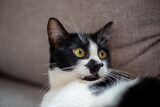 Fototapeta Koty - surprised cat on a couch