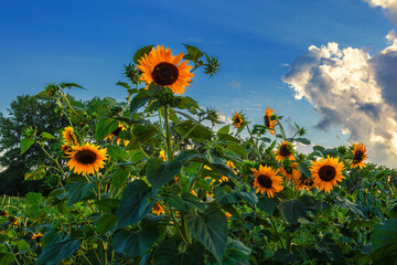 Sunflower field with blue sky