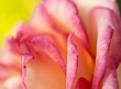 canvas print picture - Rose, Blumen Art, Rosa, Hintergrund
