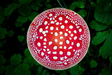 Red Pileus (cap) Of An Inedible Toxic Poisonous Mushroom Fungus Amanita (fly Agaric, Amanita Muscaria). Top View With Beautiful Ornament White On Red.