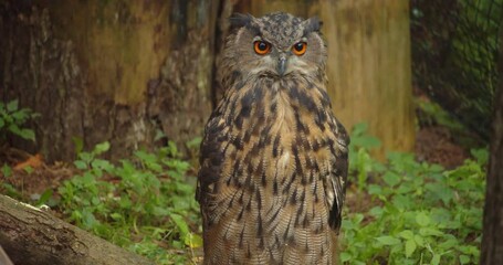 Close up footage of owl