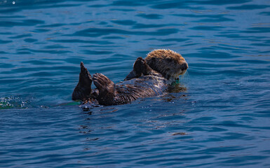 Sea otter near Morro rock in California