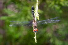 Top View Of A Red-eyed Female Blue Dasher (Pachydiplax Longipennis). Raleigh, North Carolina.