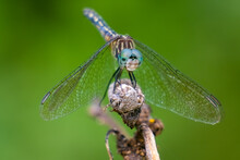 Close Up Of A Female Blue Dasher (Pachydiplax Longipennis). Raleigh, North Carolina.