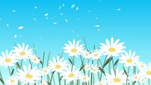 Pretty Daisy Flowers Dancing In The Wind - Animation