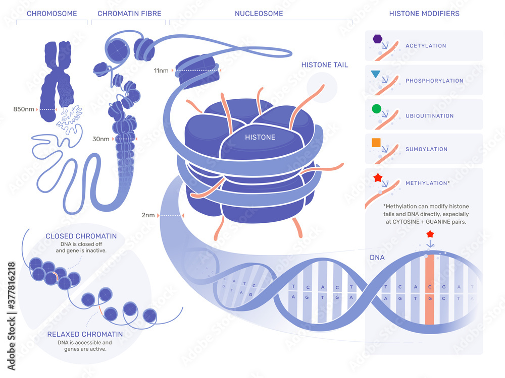 Epigenetics Illustration - Technical Stock Vector | Adobe Stock