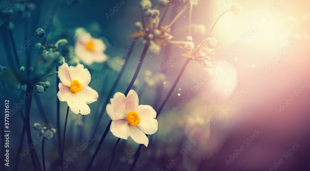 Beautiful anemone flowers on dark evening in rays of sunset sun close-up macro in nature. Delightful atmospheric airy artistic image with golden sun glare. - obrazy, fototapety, plakaty 