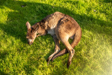 Relaxed Kangaroo Lying On The Grass