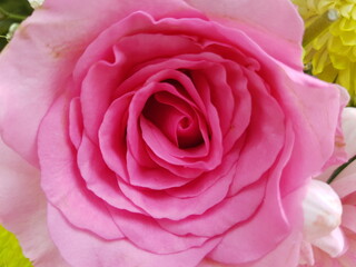 pink rose close up