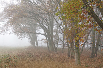 Sticker - Waldrand im Nebel