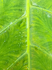 Wall Mural - Fresh green leaves  with water drops