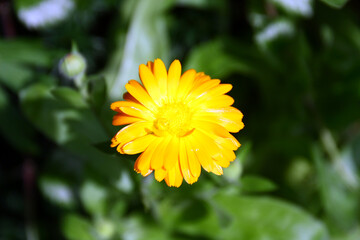 Wall Mural - Calendula officinalis flowers