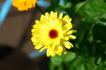 Wall Mural - Calendula officinalis flowers