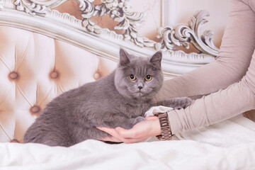 Naklejka na meble Katze im Bett