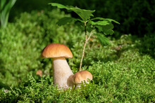 Beautiful Boletus Edulis Mushroom In Amazing Green Moss.