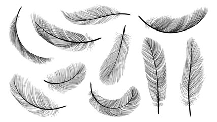 Black feathers. Isolated flying feathering, plumage of black bird vector illustration. Bird plumage and feather isolated, design plume