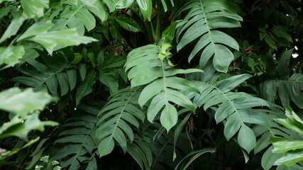 Wall Mural - Bright juicy exotic tropical greenery in jungle. Selective focus natural organic background, unusual plant foliage. Calm relaxing wild paradise rainforest abstract fresh leaves texture, bokeh.