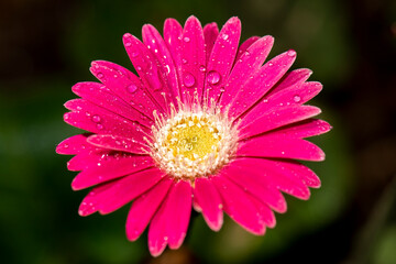 Wall Mural - Detailed closeup macro photo of a colourful gerbera flower with water droplets