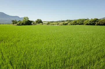 Canvas Print - green paddy farm