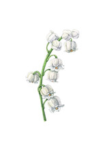 Lily Of The Valley Flower With Flowers And Leaf. Watercolor