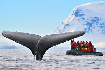 a humpback whale takes a dive while tourists film the event - antarctica