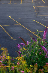 Wall Mural - Traffic signals on the ground