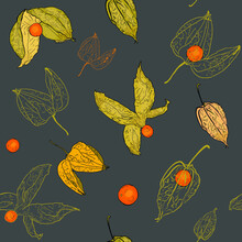 Vector Illustration Of Physalis Pattern Isolated On White Background. Logo, Icon, Print For Menu, Clothing, Packaging